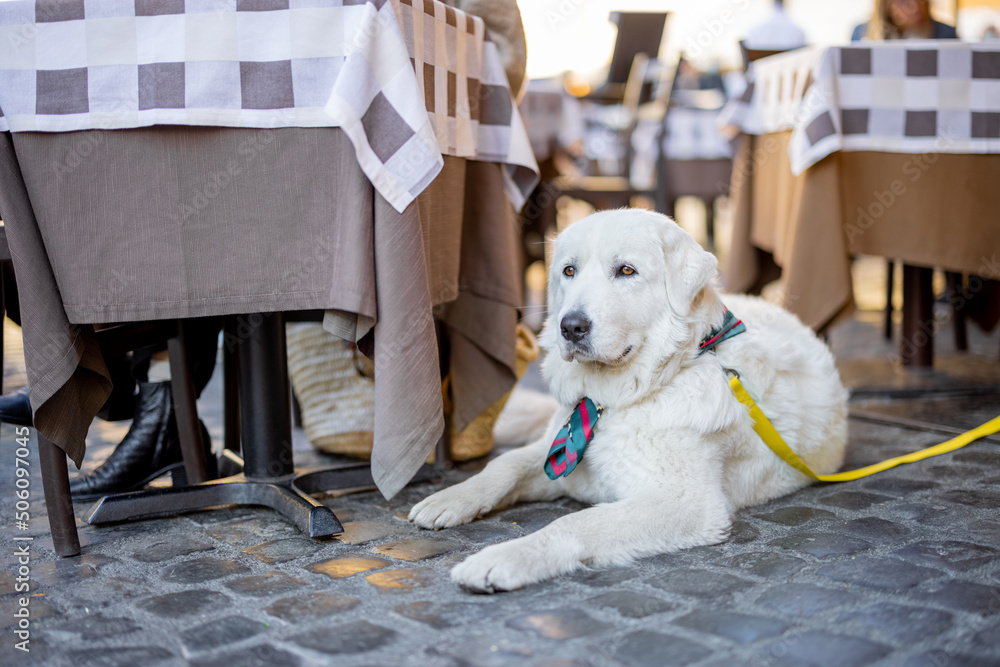 Maremmano abruzzese牧羊犬坐在意大利咖啡馆露台的桌子旁。可爱的巨大白狗