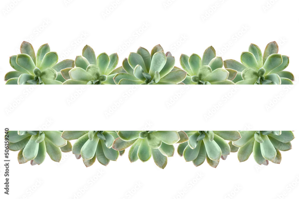 Many succulents on white background with space for text