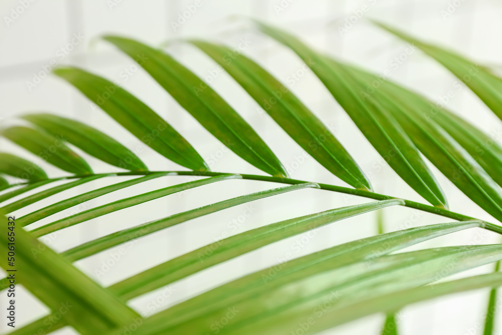 Green palm leaf near white tile wall, closeup