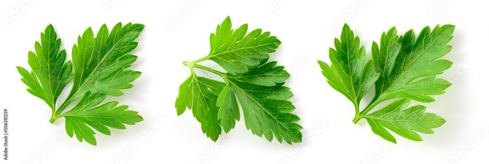 Parsley。Parsley叶子被隔离。Parsley在白色背景上。俯视图。