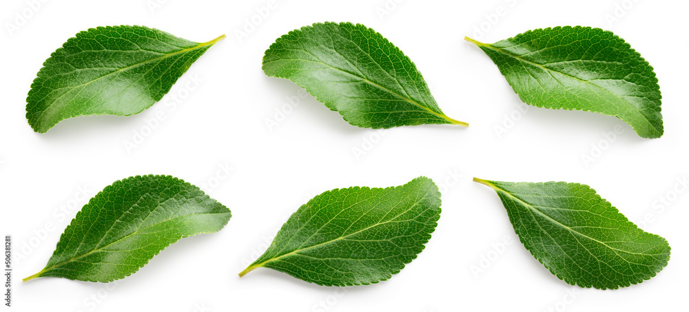 Plum leaf isolated. Plum leaves on white background top view. Green fruit leaves flat lay.  Full dep