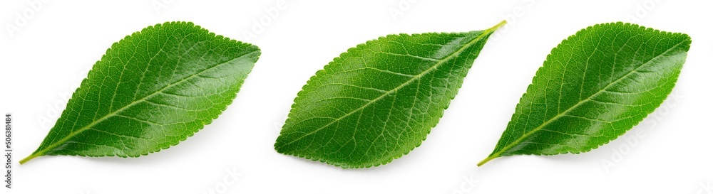 Plum leaf isolated. Plum leaves on white background top view. Green fruit leaves flat lay.  Full dep