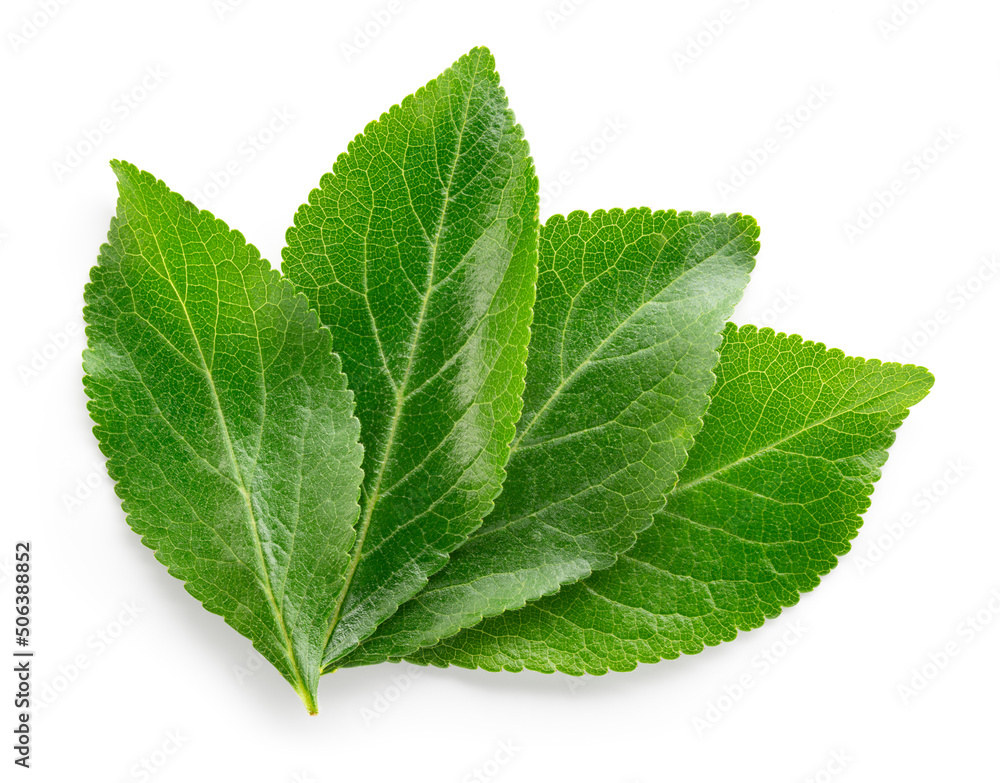 Plum leaf isolated. Plum leaves on white top view. Green fruit leaves flat lay.  Full depth of field