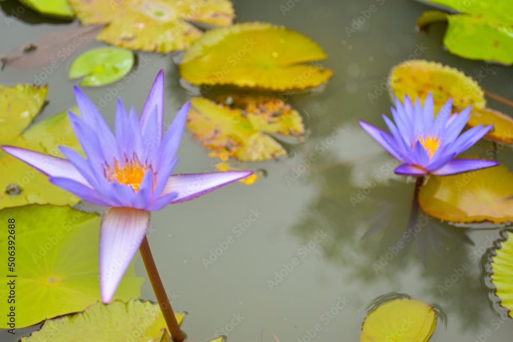 : purple and blue lotus blooming in water garden park Thailand