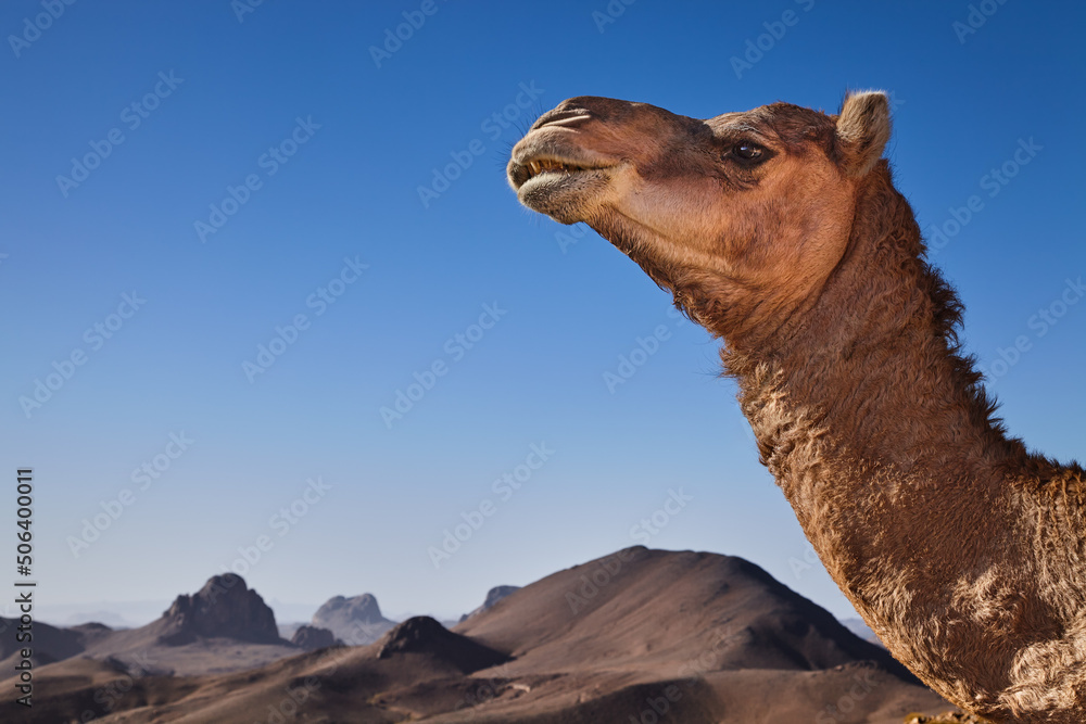 Camel in Sahara Desert