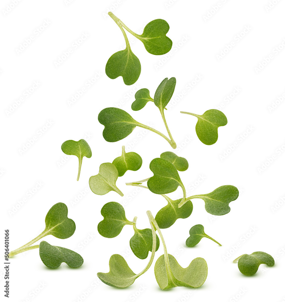 Falling microgreen leaves, arugula sprouts isolated on white background