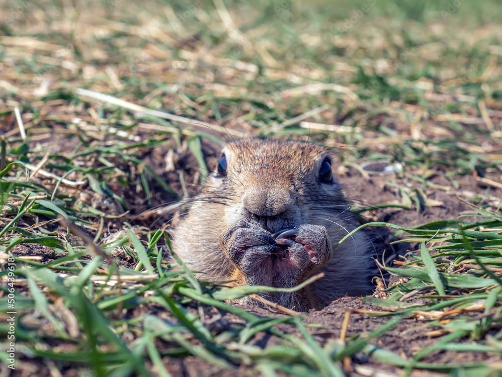 草坪上的Gopher正在从洞里偷看。特写