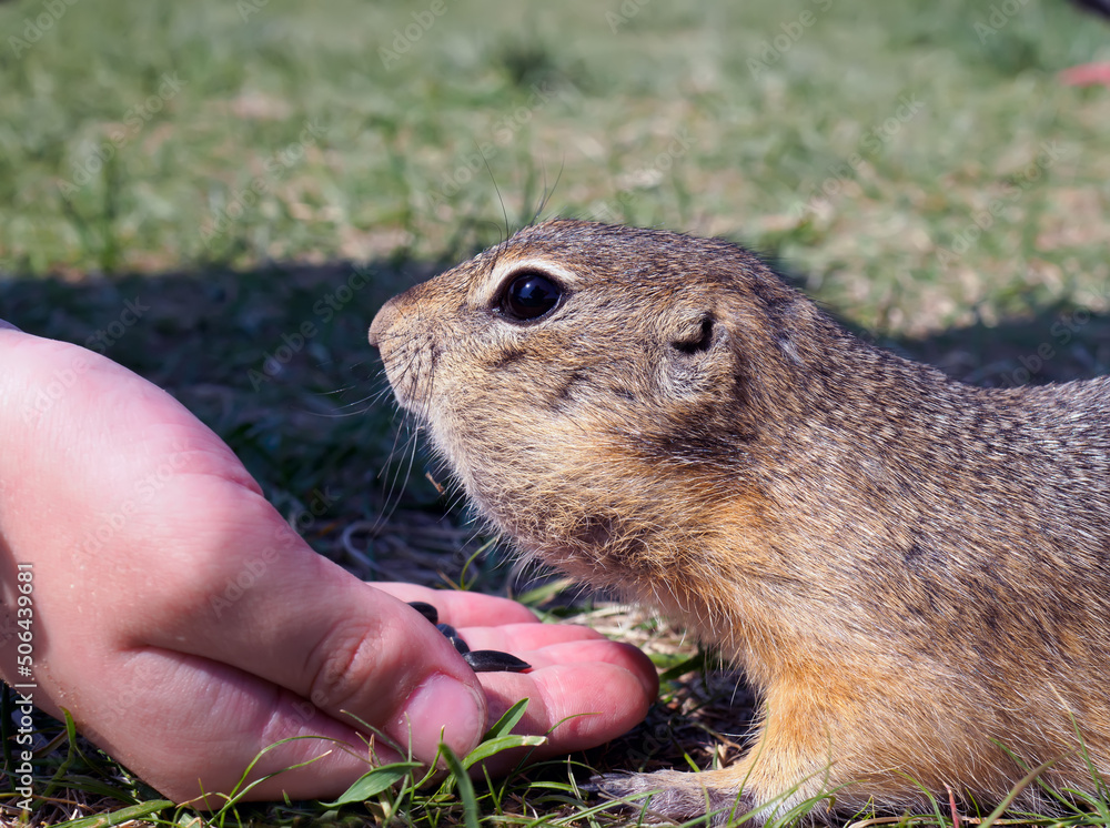 草坪上的Gopher正在吃人类手中的向日葵种子。特写