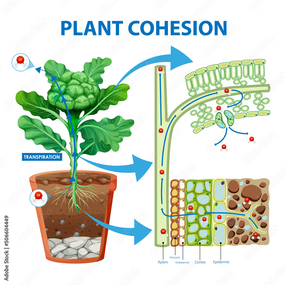 显示植物中水运动的数字图