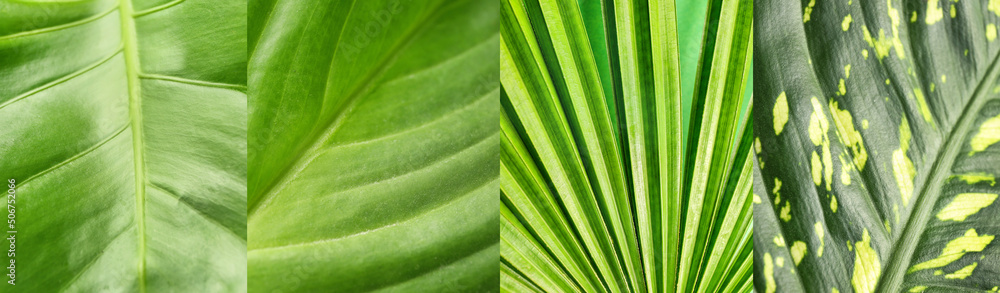 Collage with green tropical leaves, closeup