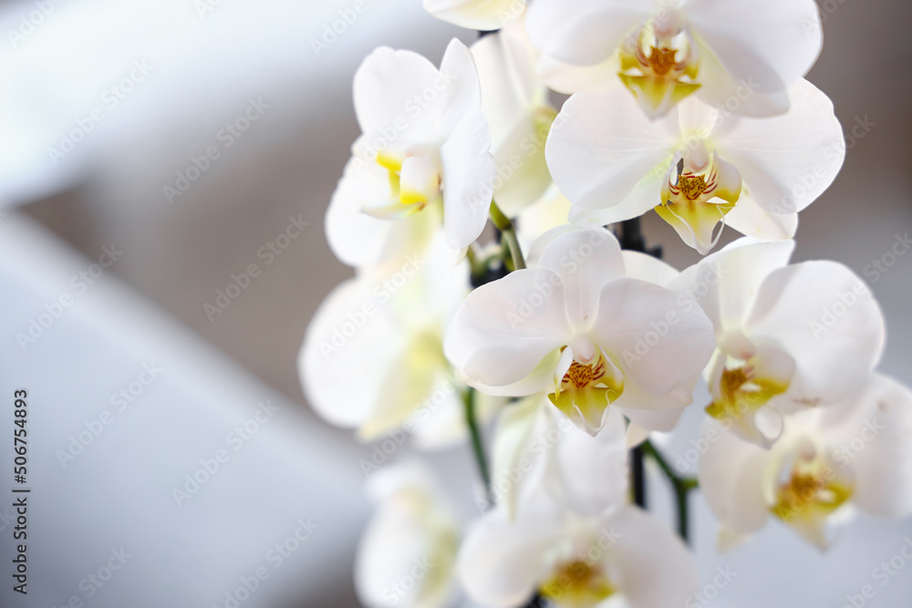 Closeup view of beautiful orchid flowers