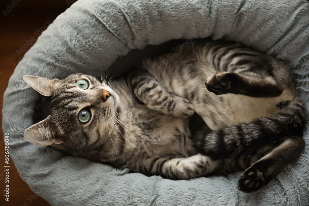 Funny striped cat lying in pet bed