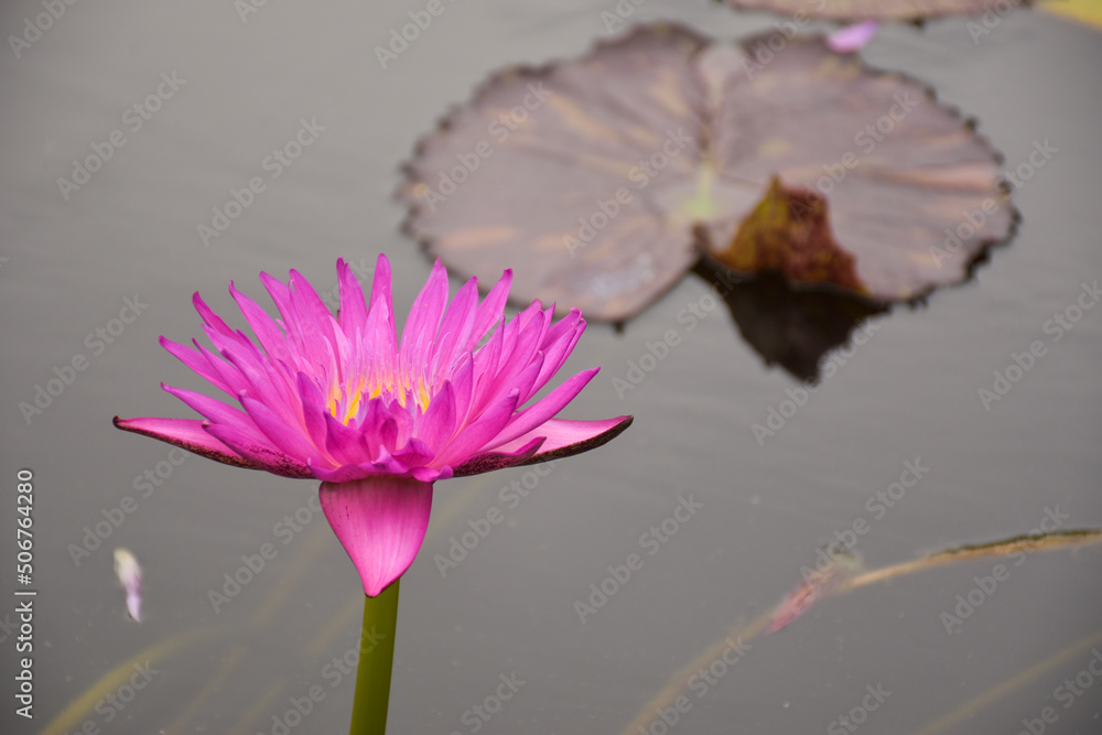  pink lotus blooming and leaves blur soft beauty nature