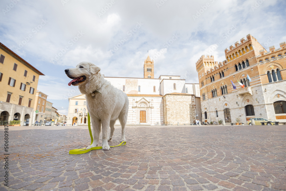 Adorable Maremmano abruzzese sheepdog on the central square of Grosseto town in Maremma region of It