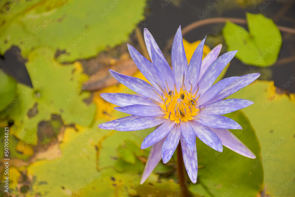 bees and purple lotus blooming in water garden park ,soft blur leaves