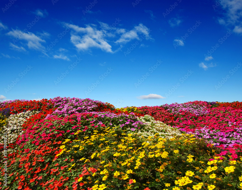 雏菊的田野