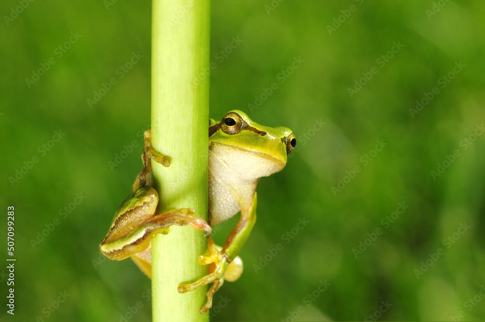 Green tree frog on grass