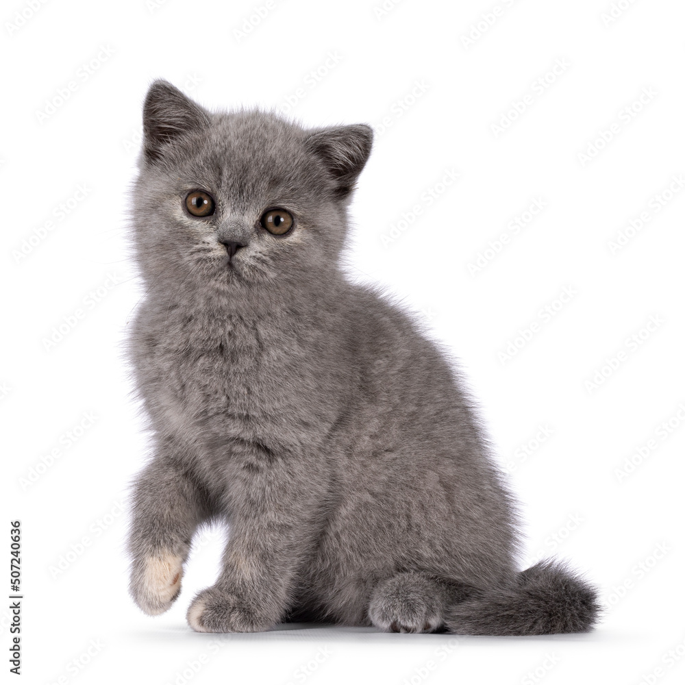 Cute little blue tortie British Shorthair cat kitten with adorable colored toes, sitting up side way