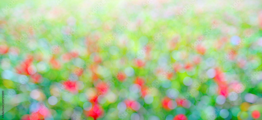 红、绿、蓝三种颜色的bokeh。花花绿绿的草，抽象的自然背景