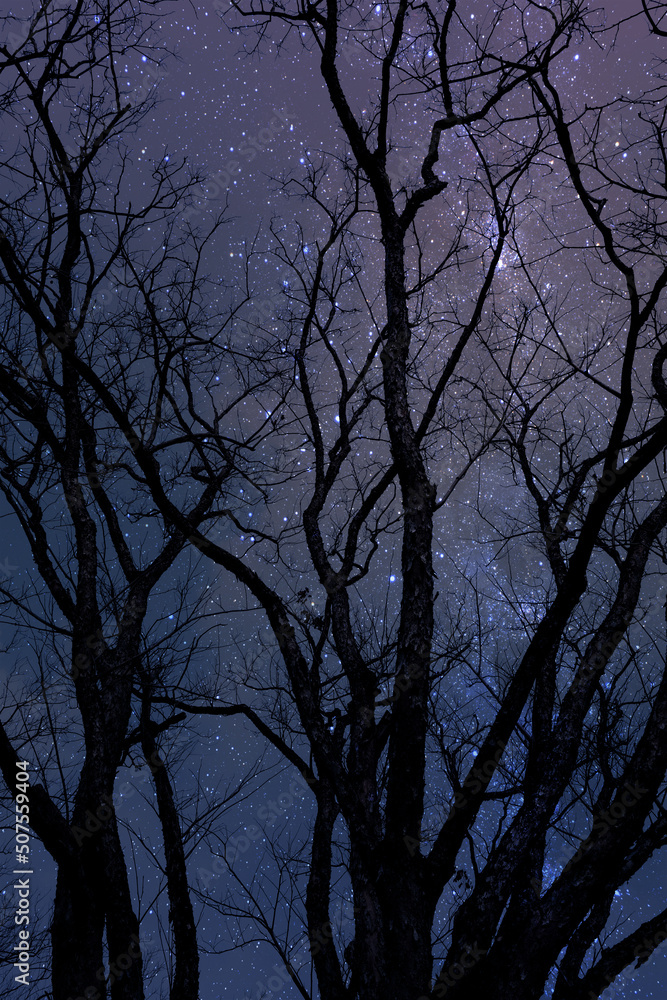 Silhouette of dry tree at night with starry sky background.