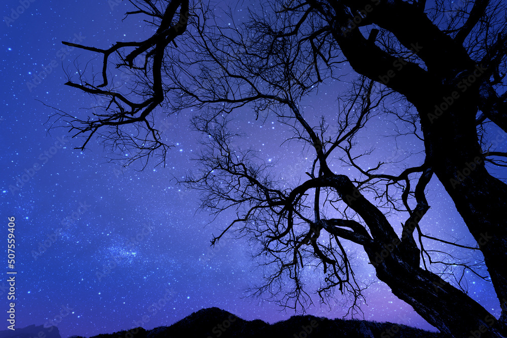 Silhouette of dry tree at night with starry sky background.