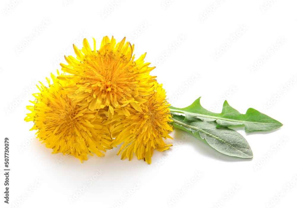 Yellow dandelions with leaves on white background