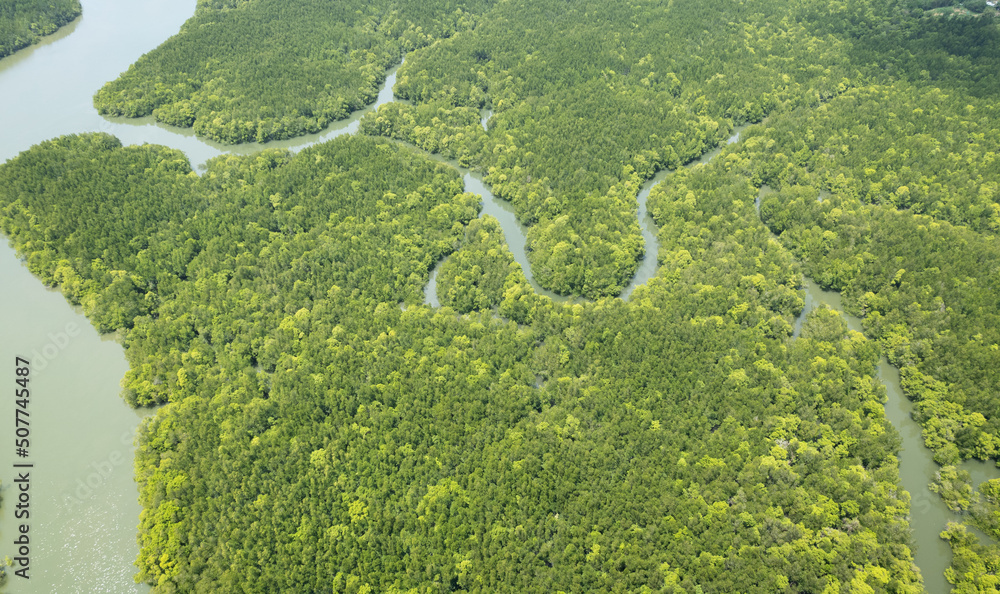 Amazing abundant mangrove forest Aerial view of forest trees Rainforest ecosystem and healthy enviro