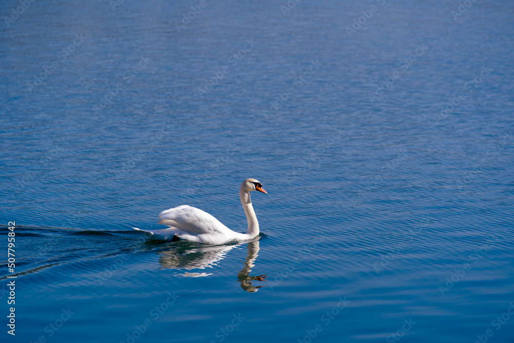 Graceful white swan swimming on Lake Zürich on a sunny spring day at City of Rapperswil-Jona. Photo 