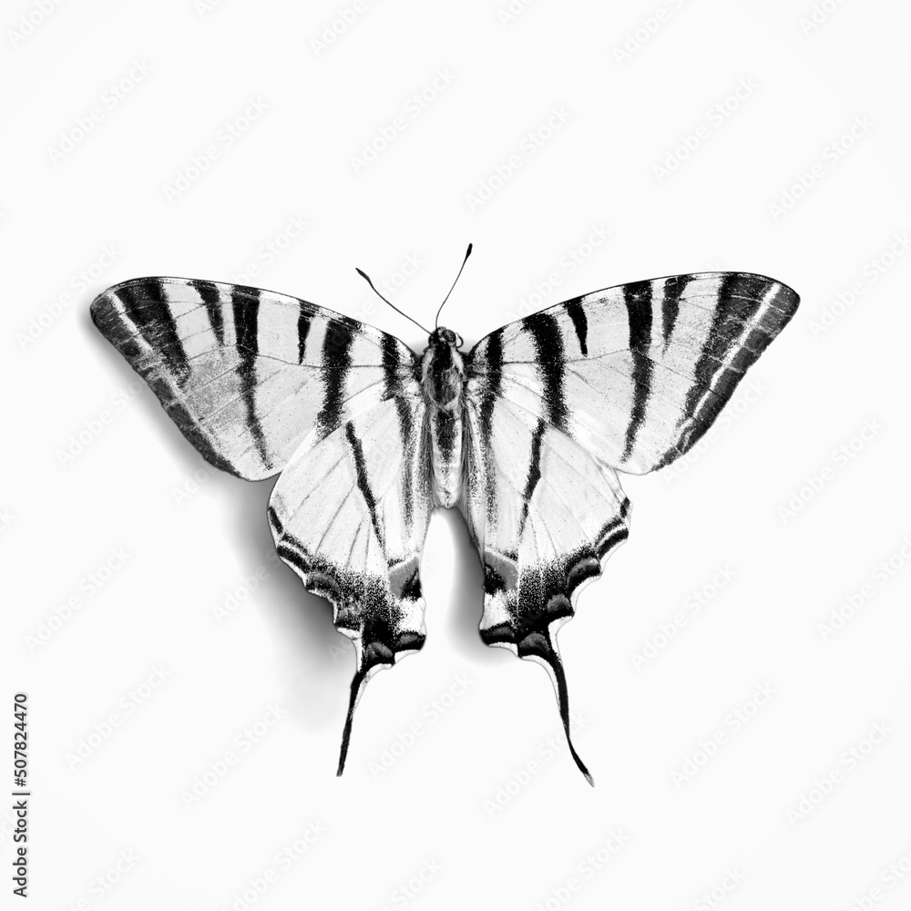 Black and white tropical butterfly on background