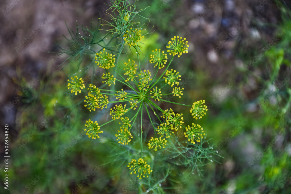 绿色的小茴香芽和花园里的花朵