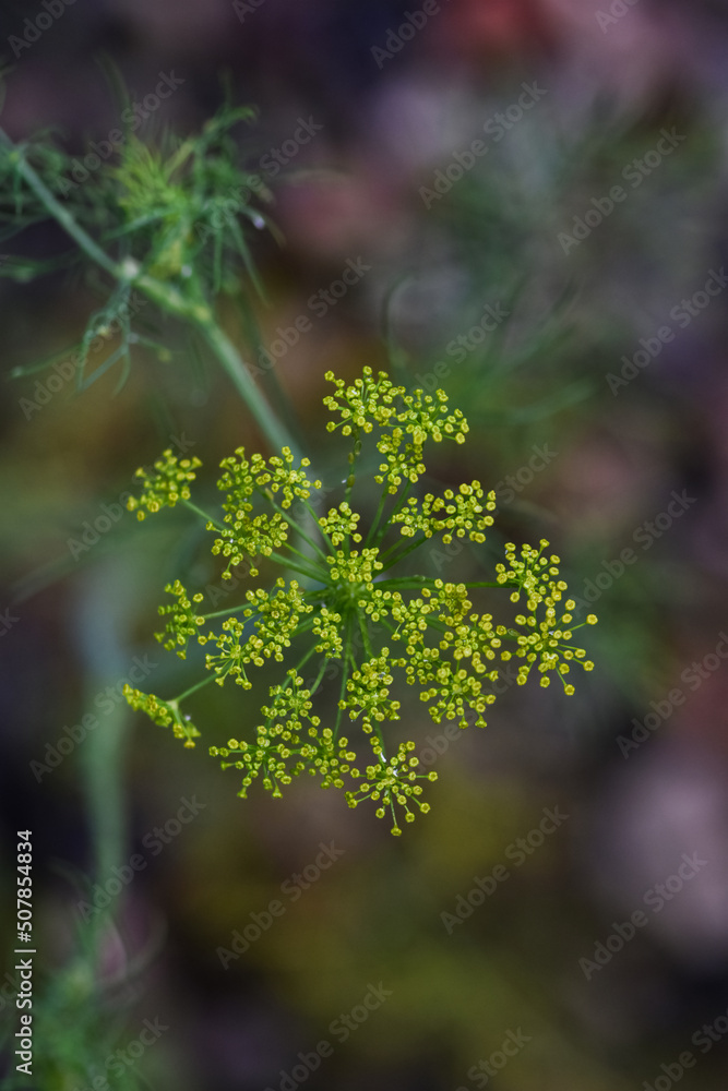 美味的迷你煎饼麦片配草莓，放在白色大理石桌子上，平放，有f空间