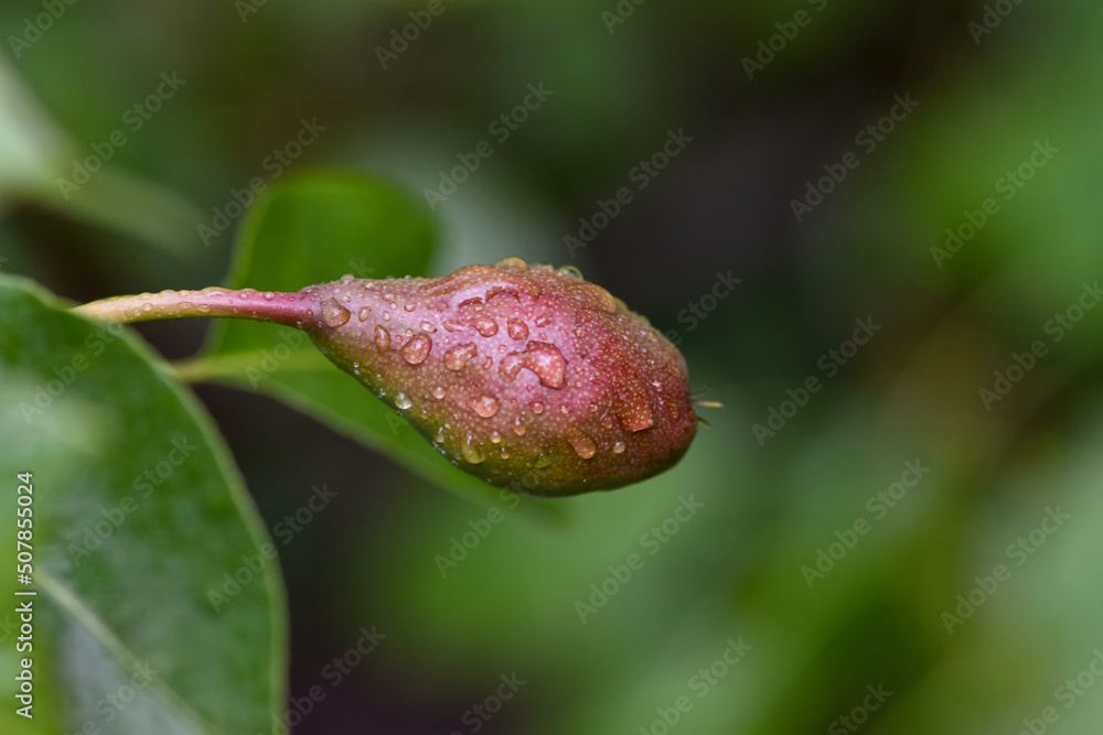 花园里树枝上的绿色幼梨特写