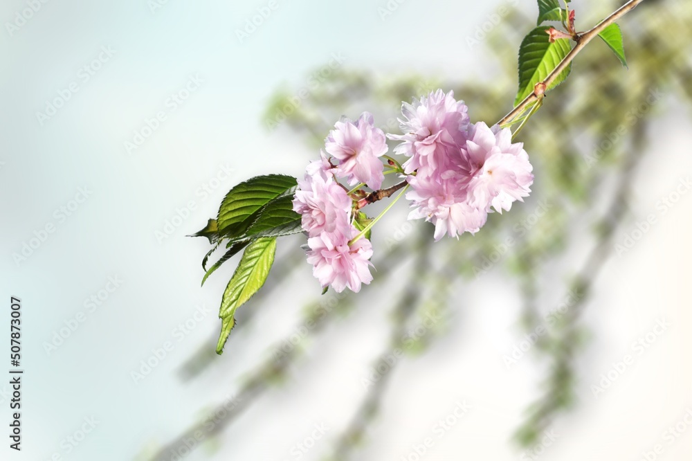 cherry bloom branch, spring concept