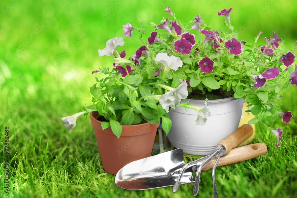 Summer garden life concept. Beautiful petunia flowers in pots outside in the garden.