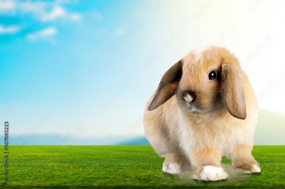 healthy Lovely bunny fluffy brown rabbits on green garden nature background. The Easter