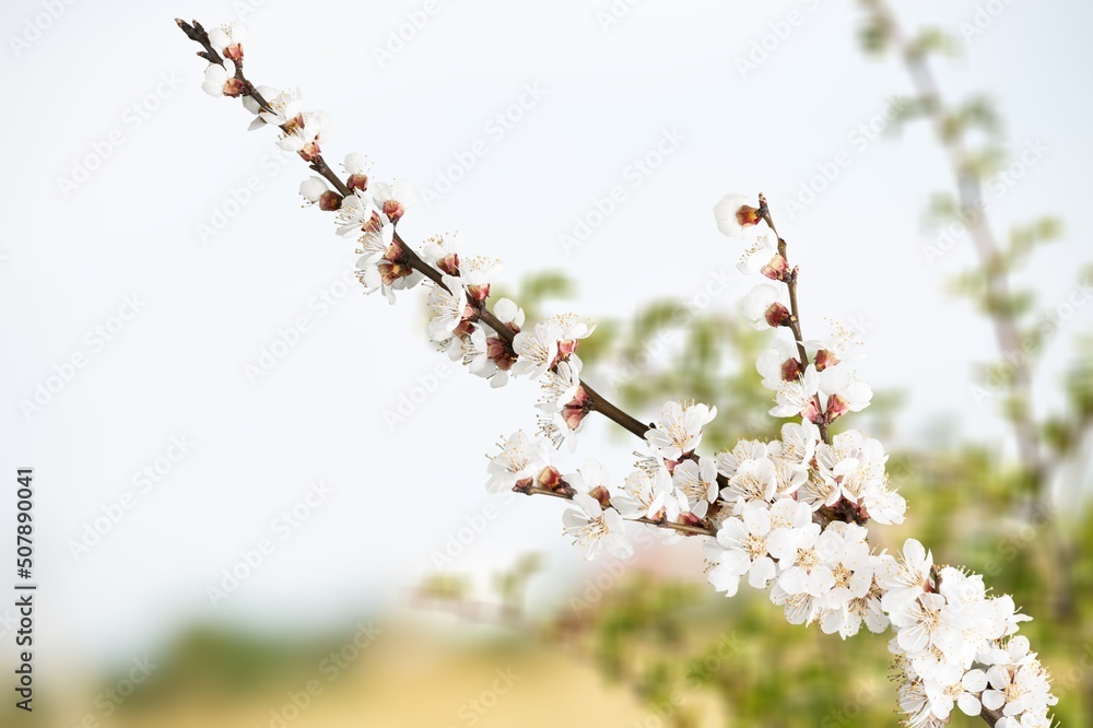 背景模糊的一棵开花的树的树枝。春天的背景是精致的花朵