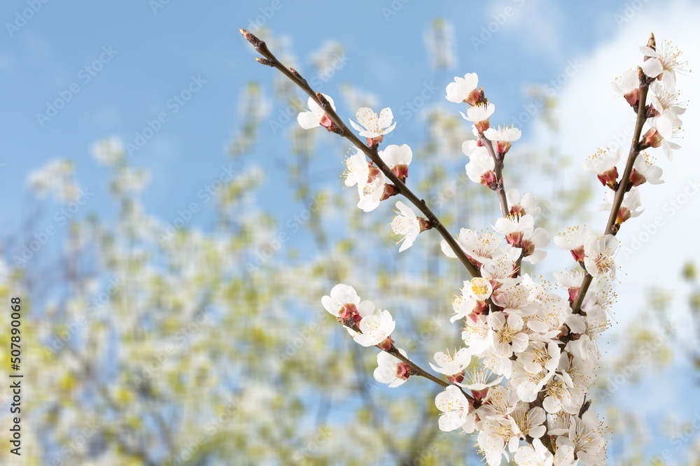 A branch of a bloomingv tree on a blurry background. Spring background with delicate flowers