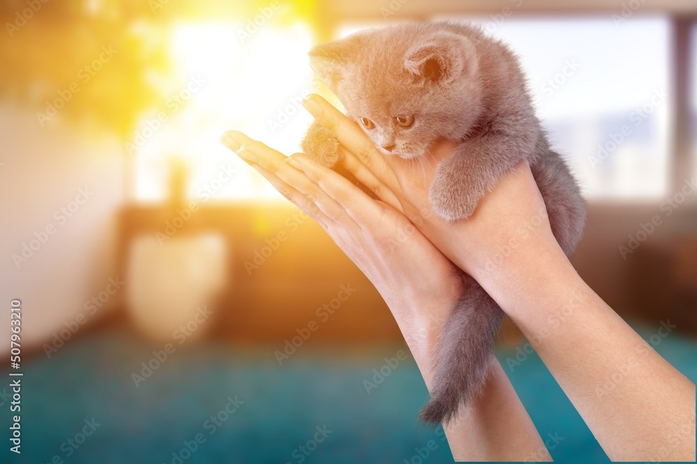 Young woman resting with pet at home. Morning sleep time at home.