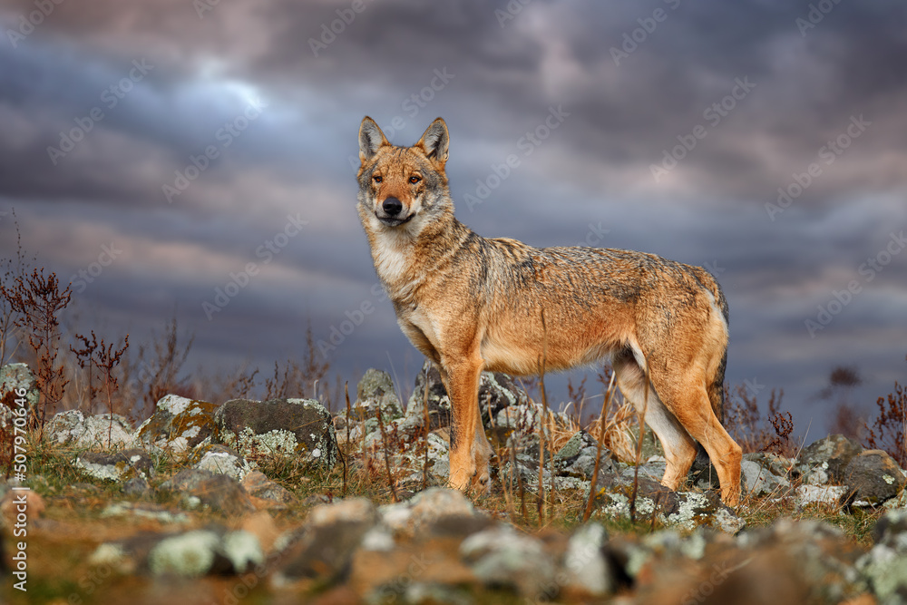 狼，犬类狼疮，野生自然，保加利亚东罗多佩山，欧洲捕食者肖像