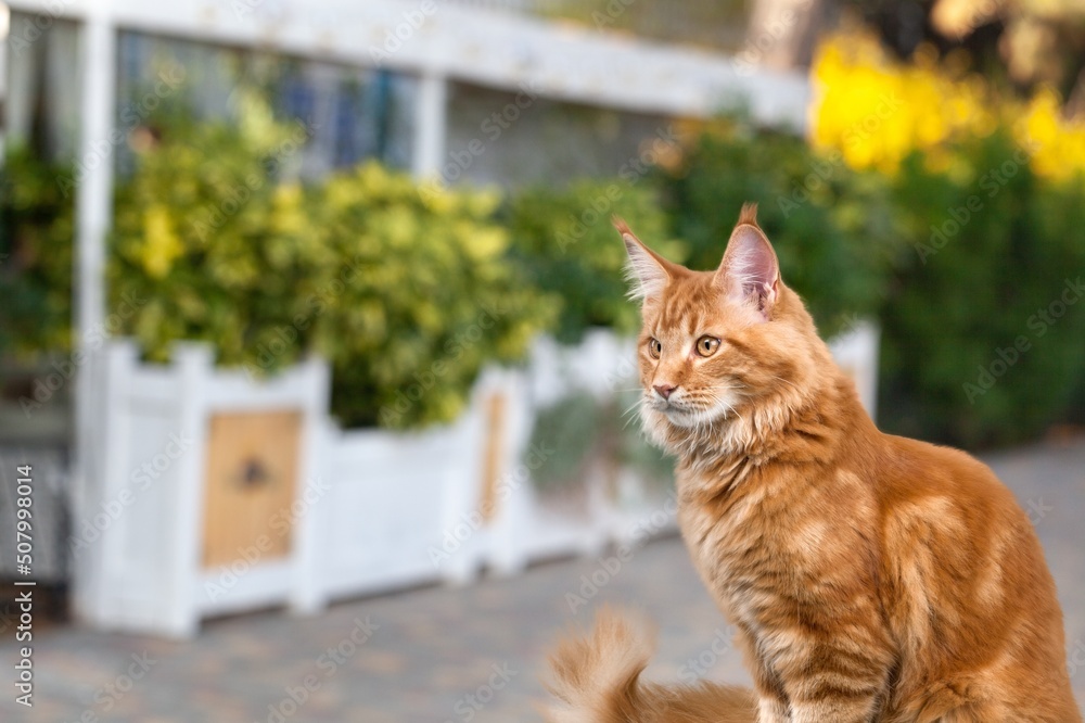 红猫站在街上