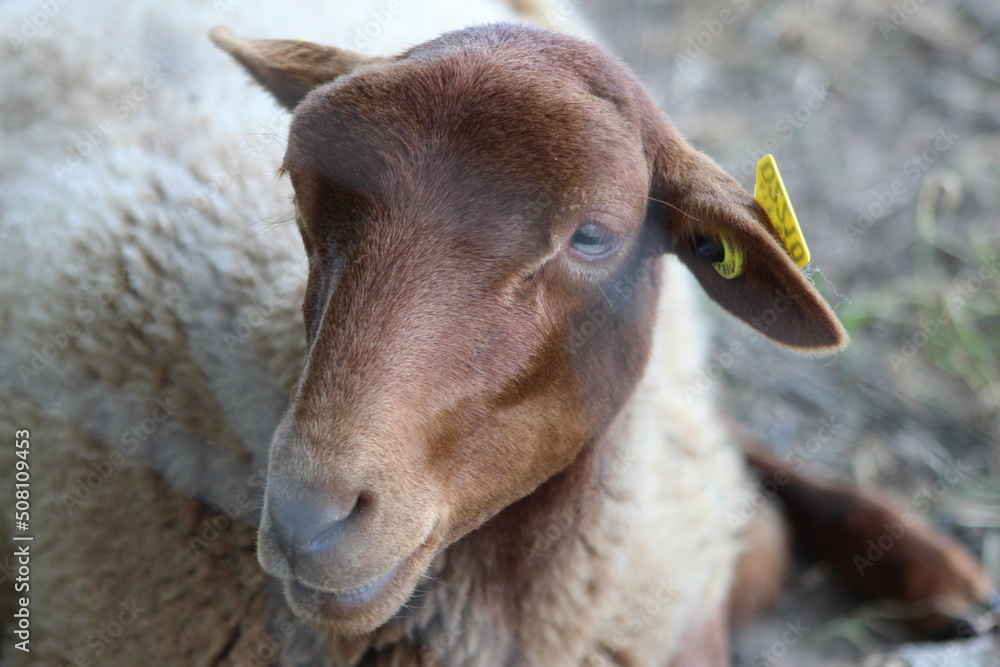 Nature à la campagne, animaux, ciel verdure