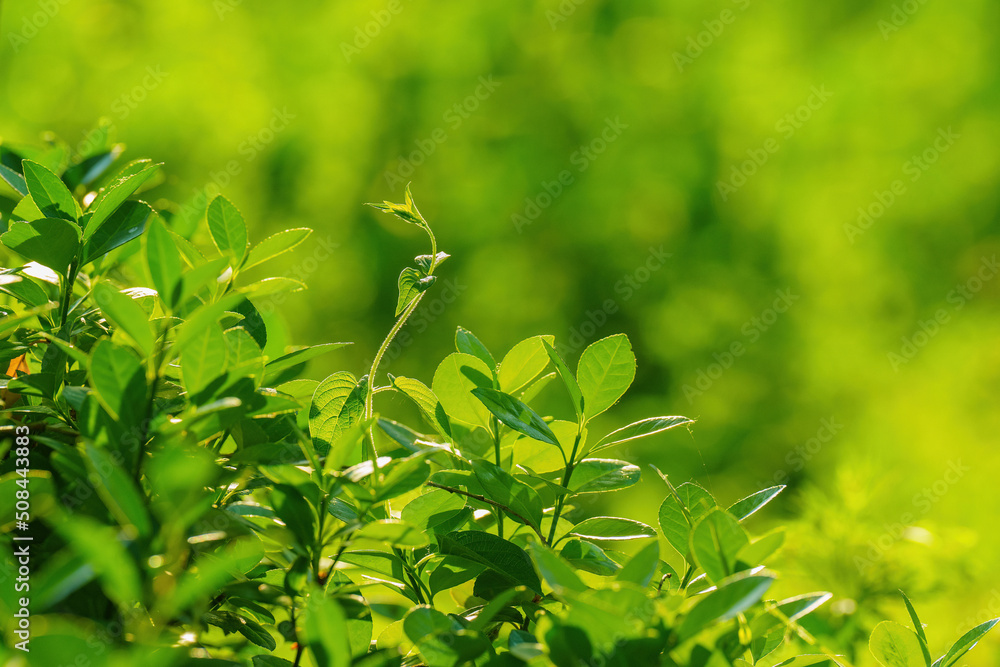 close up of a green plant