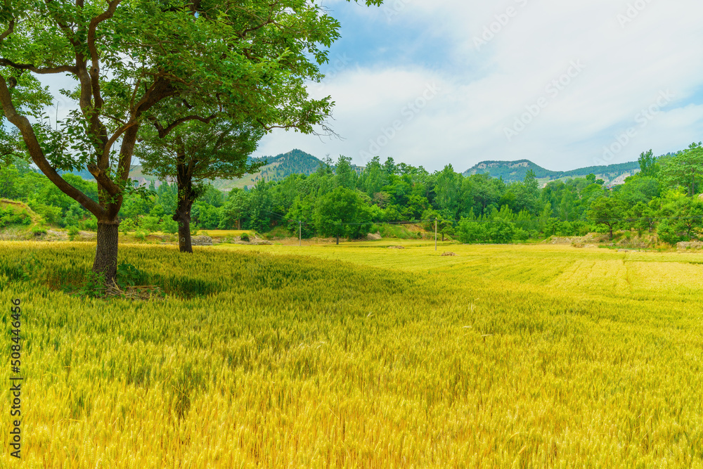 Golden wheat wheat is ripe in summer