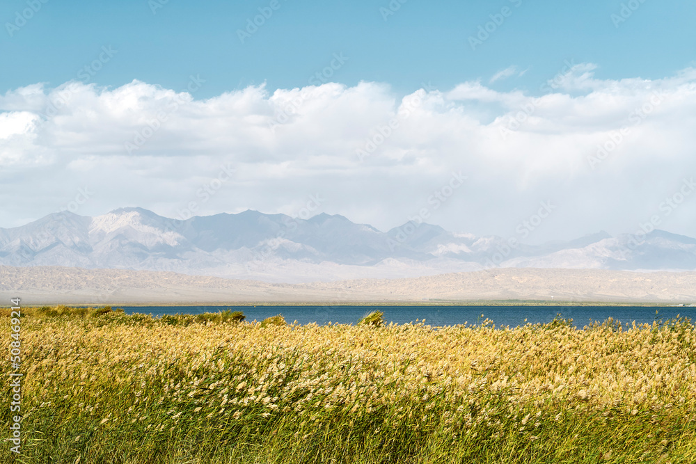 reed marsh near a lake at the foot of rolling mountains