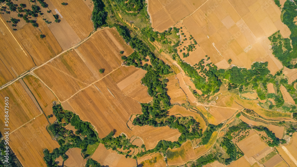 Summer golden wheat fields