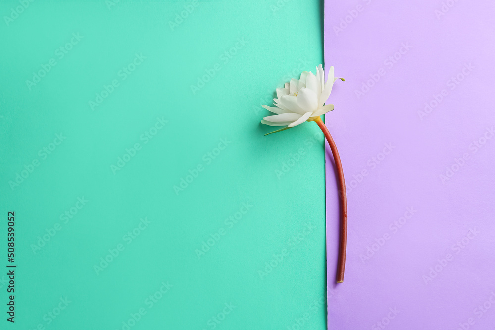 Delicate lotus flower on color background