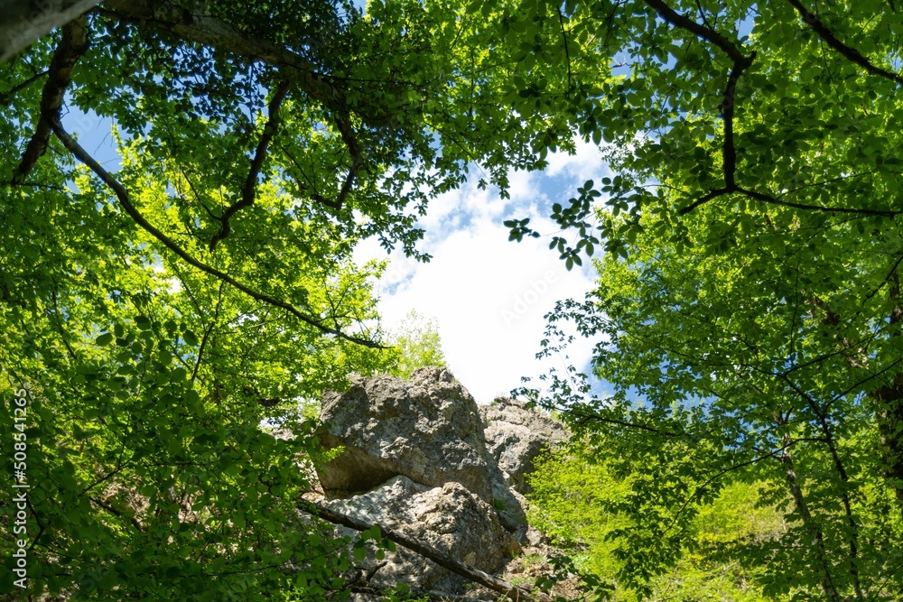 天空中心的全景春天森林树木