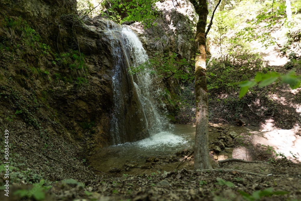 热带或欧洲森林背景