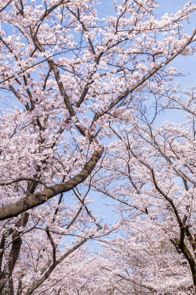 ピンク色が綺麗な満開の桜の花