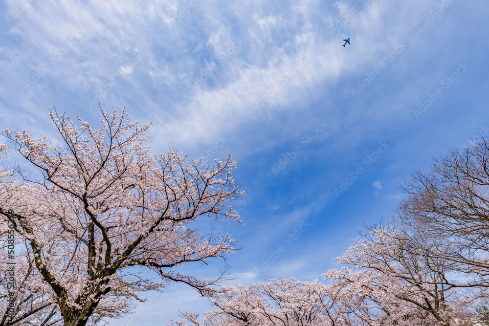 ピンク色が綺麗な満開の桜の花